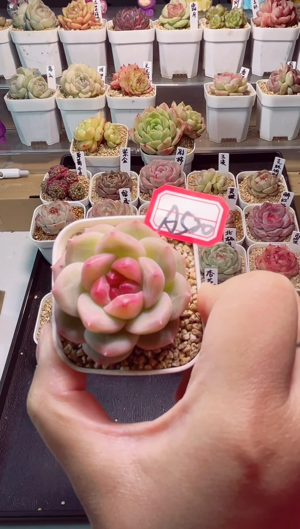 【闪购商品】A520黄鹂一物一拍