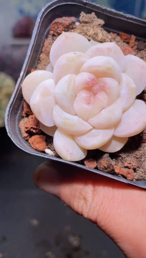 【闪购商品】418宽叶蜡像