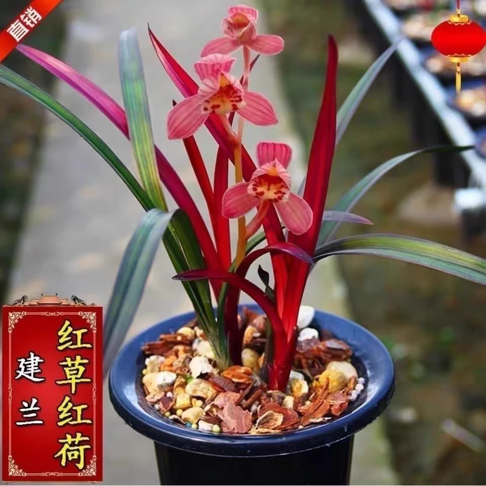 翁源兰花苗  建兰铭品 红草红荷 开花浓香好养易活