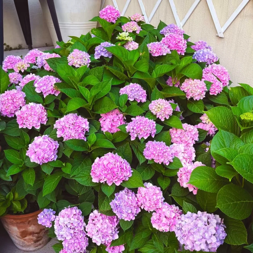 水晶绣球 （含珊瑚带卷叶） 5加（方）粉色后期会变色开花发货