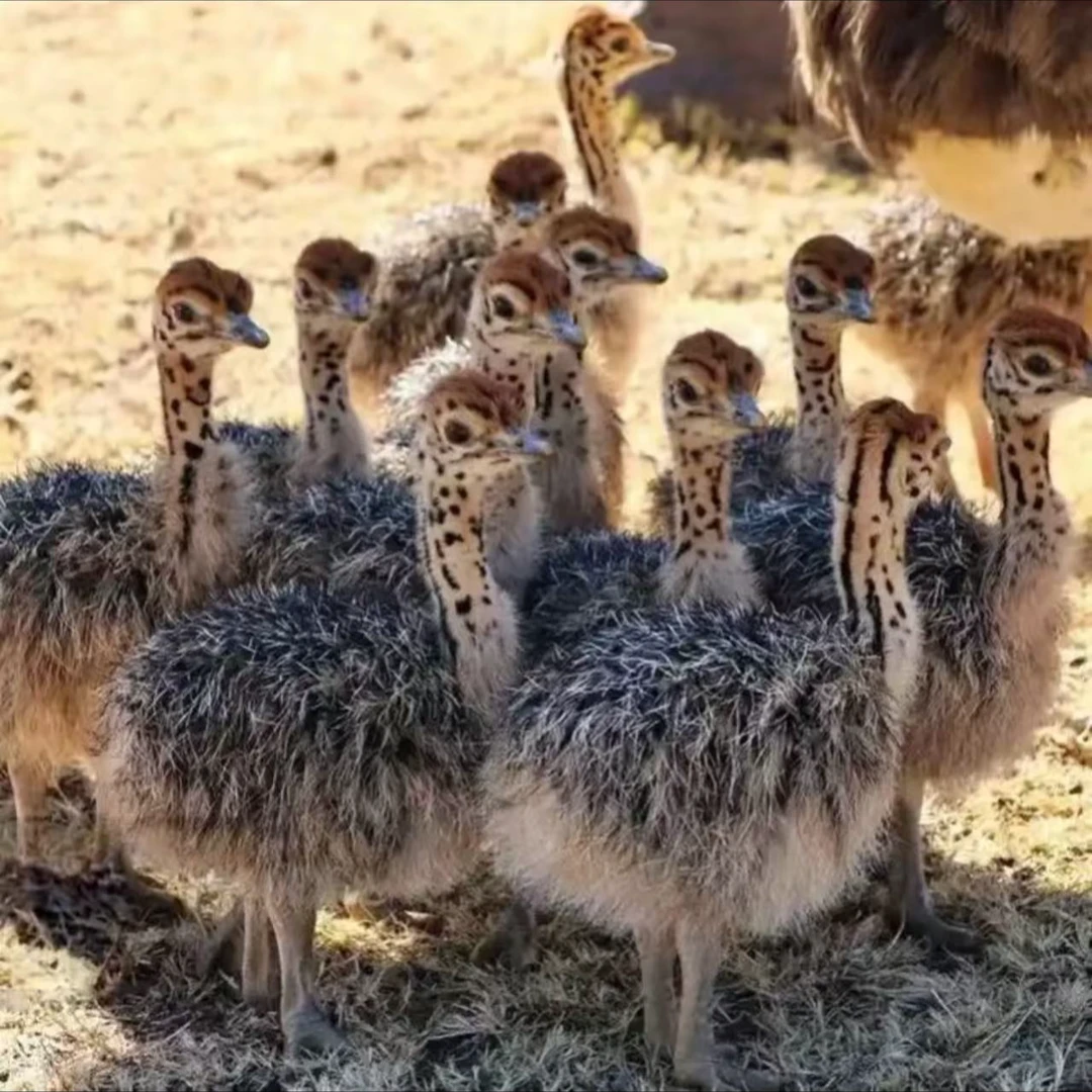 出壳一个月饲养的宠物鸟顺丰包邮