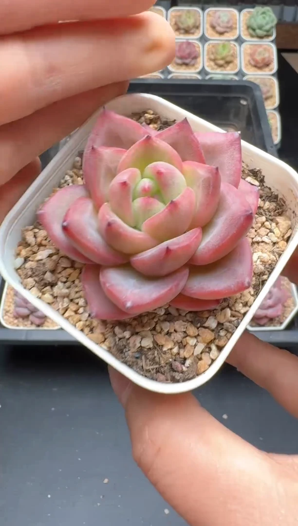 【闪购商品】506号 珍妮杂交多肉 花卉植物