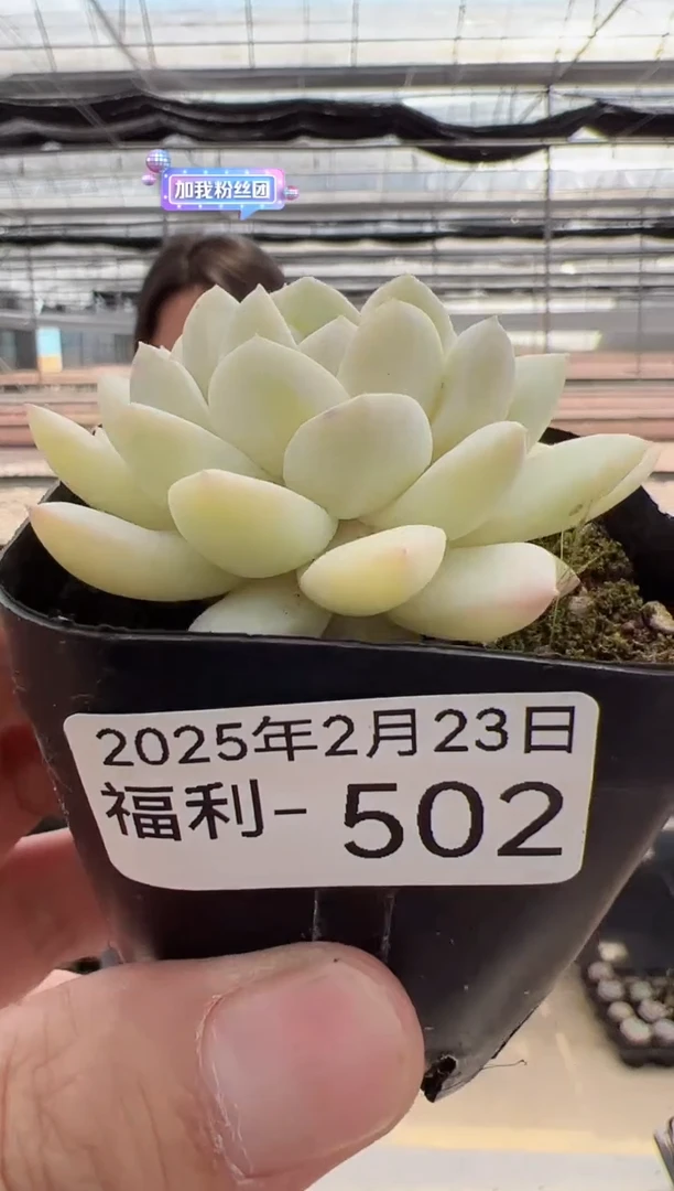 【闪购商品】福利多肉-502