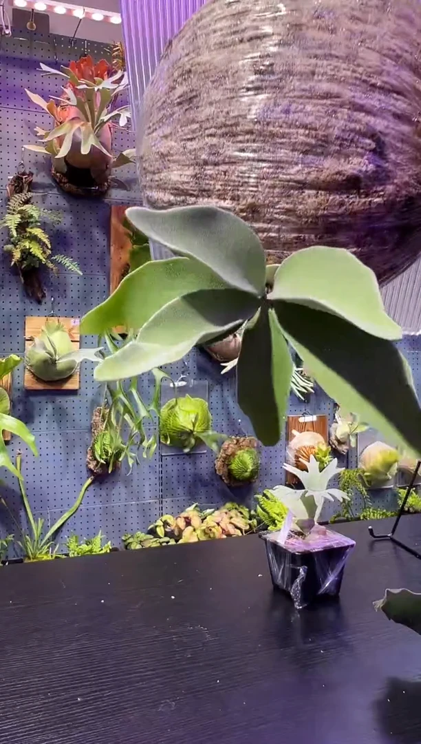 完全开放板植无编号野银1