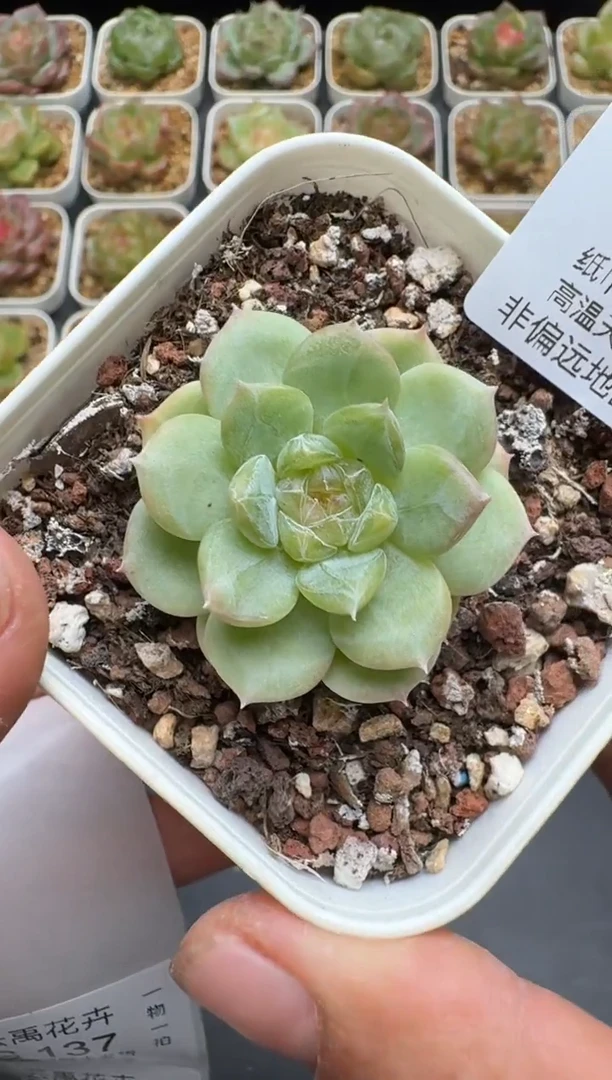 136G云禹多肉植物 脱土纸巾打包 3颗包邮