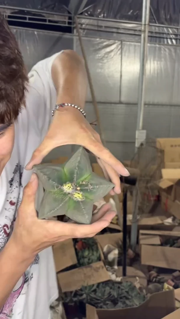 实生根 大号 鸾凤玉