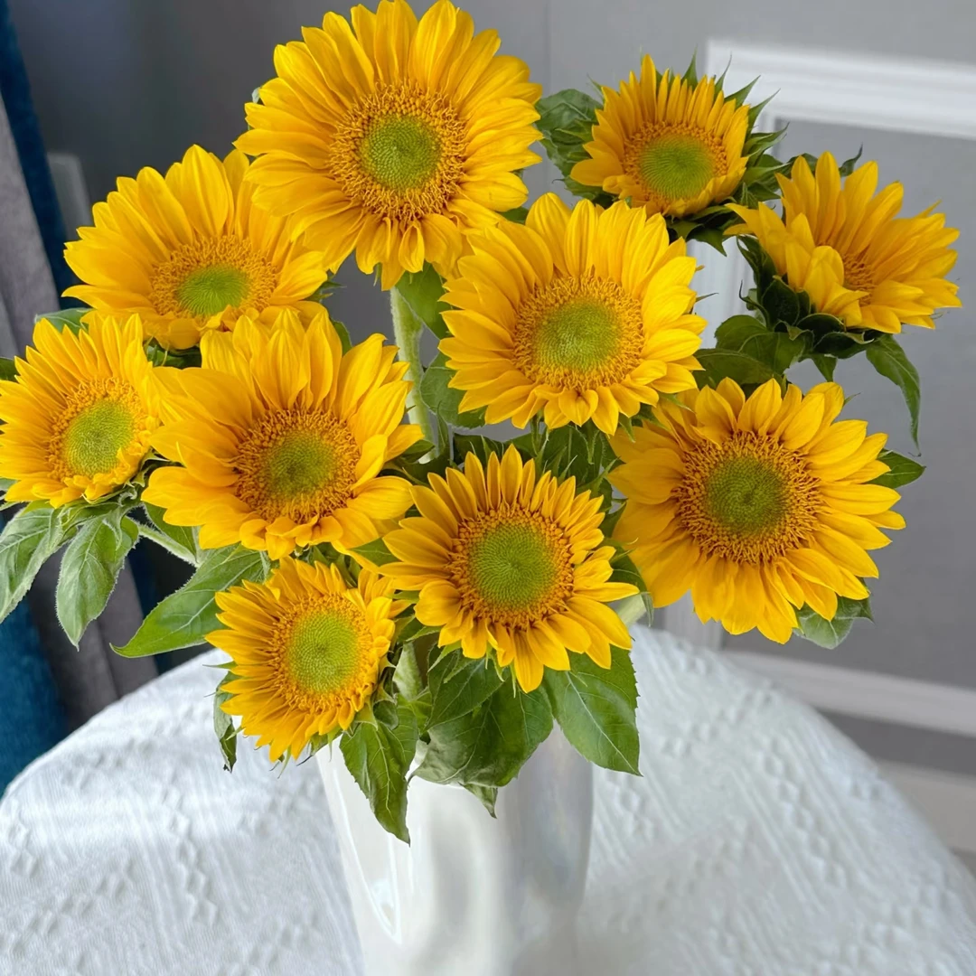 【柔柔甄选】绿心向日葵 云南直发鲜花客厅插花水养切花花束