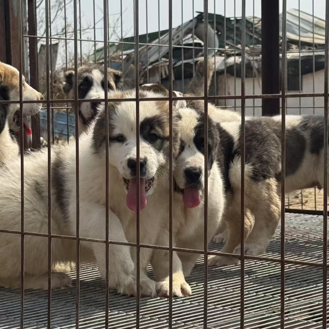 新（老王猛犬）狗狗活体