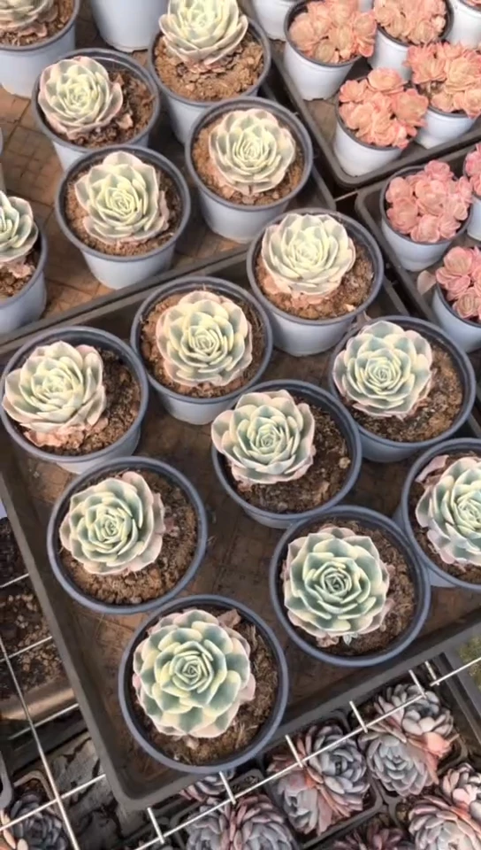 【闪购商品】雨碟锦带盆土6.9米