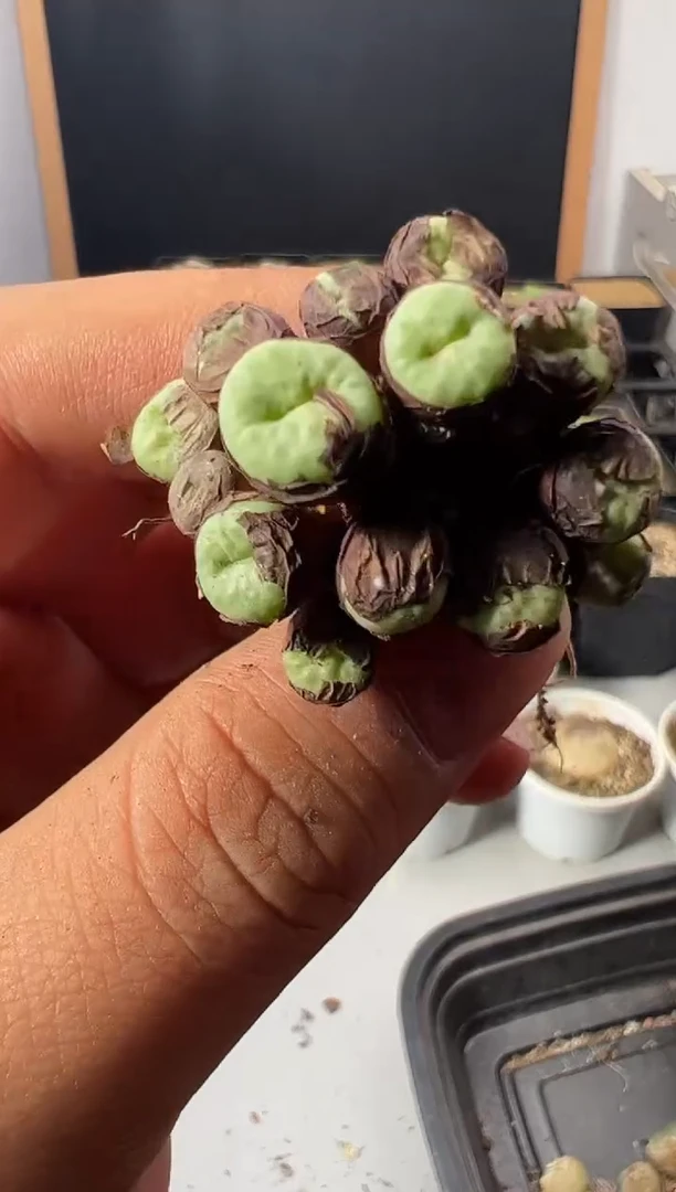 一物一拍            828