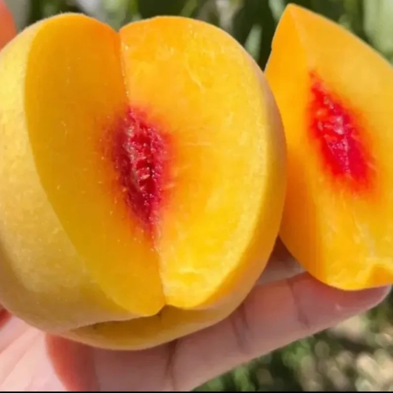 早熟炎陵黄桃  绵园品种  优质嫁接苗  南北方通种 6-7月成熟