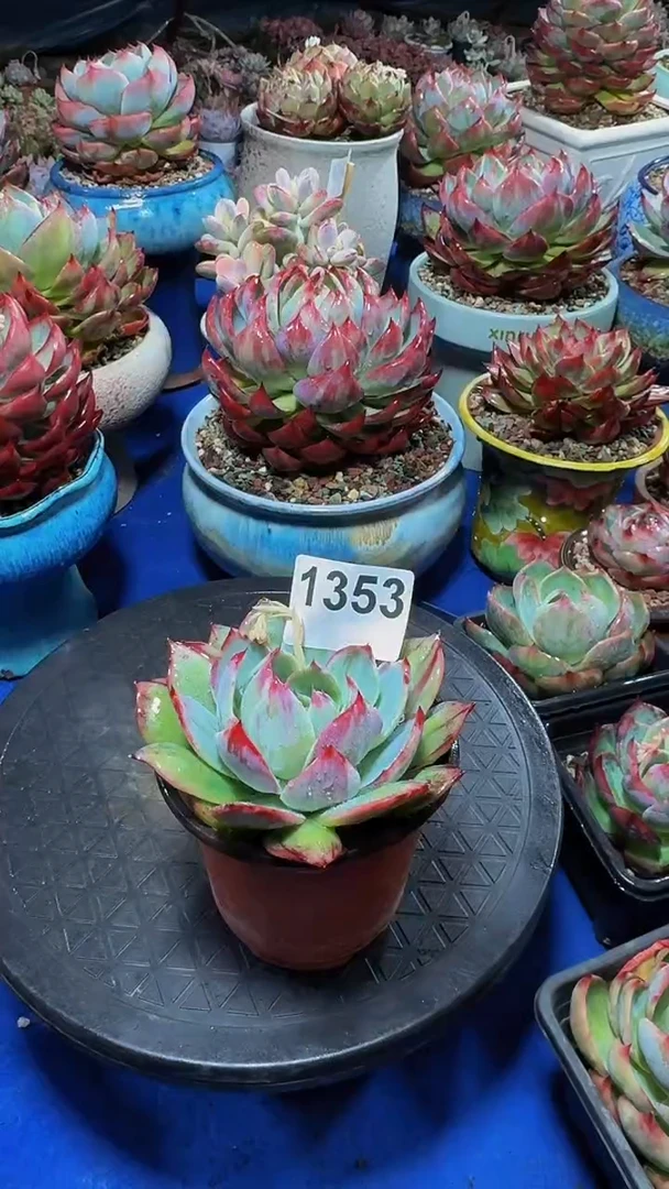 【闪购商品】1353惊鸿仙子（裸根发货）