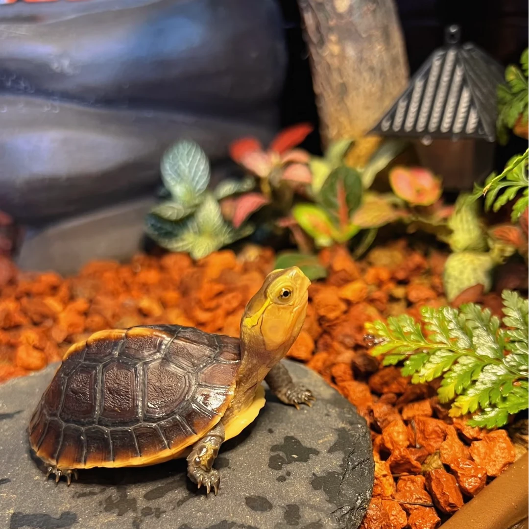 宠物活体小宠链接