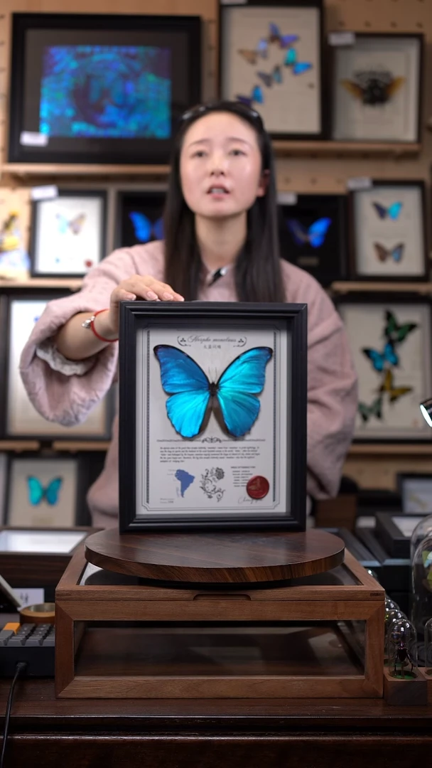 大蓝闪蝶豪华版10寸欧式框（带证书）