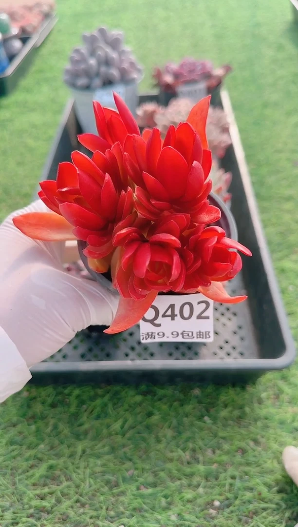 【闪购商品】梦会多肉一物一拍