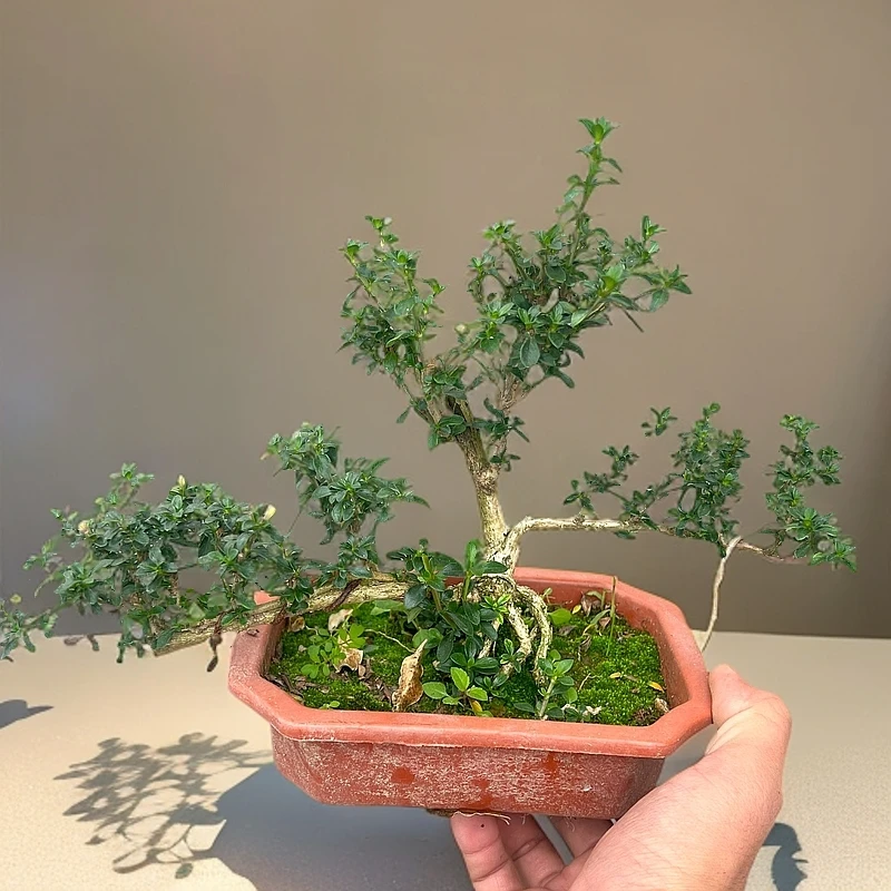 六月雪重瓣白花六月雪盆栽植物室内居家办公室造型六月雪号养易活