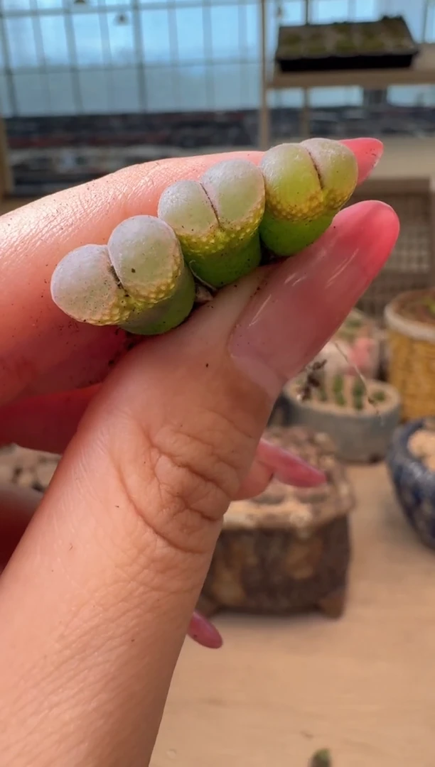 8-297多肉植物肉锥