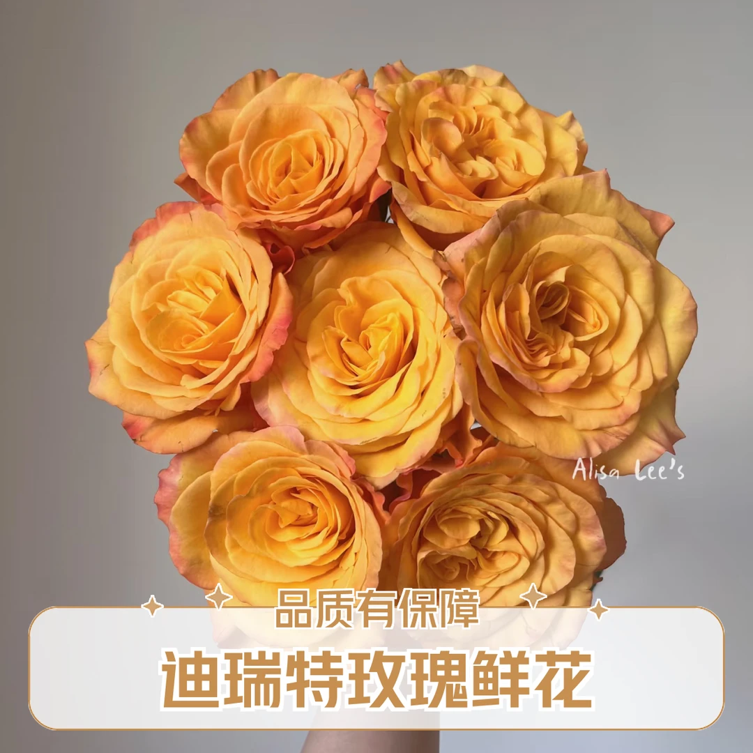 【云瑞鲜花甄选】迪瑞特秘密花园单头玫瑰鲜切花家用水养瓶插