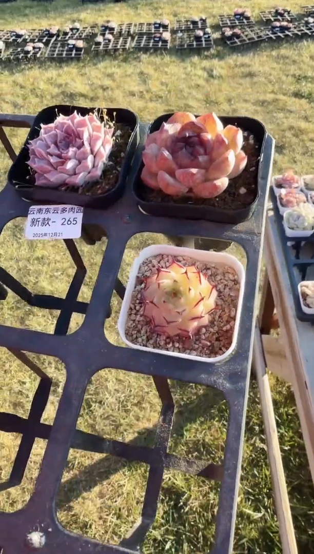 东云多肉园新款-265