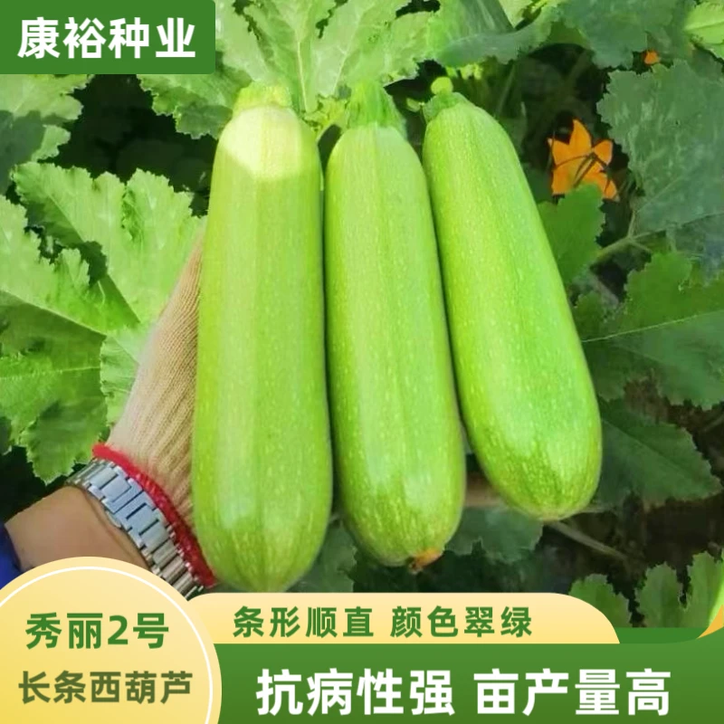 【康裕种业】秀丽2号罐装长条形西葫芦小瓜种瓜皮绿条形直露天大棚