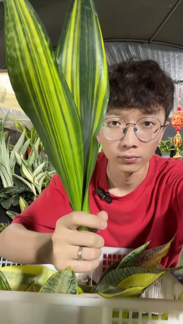 拉丝七彩兰裸根75.8