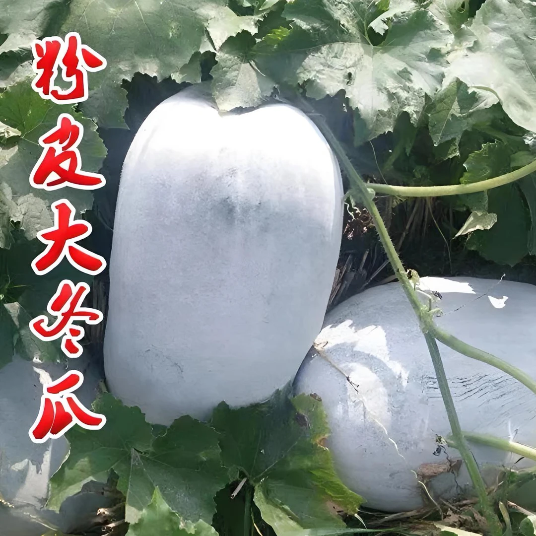 粉皮冬瓜种子特大冬瓜农家土冬瓜种籽巨大号大田庭院蔬菜种子