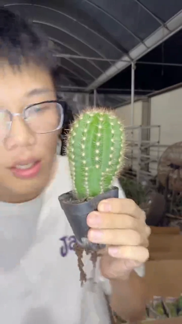 【飞碟 毛花柱】仙人球 直播福利价【脱土发货】