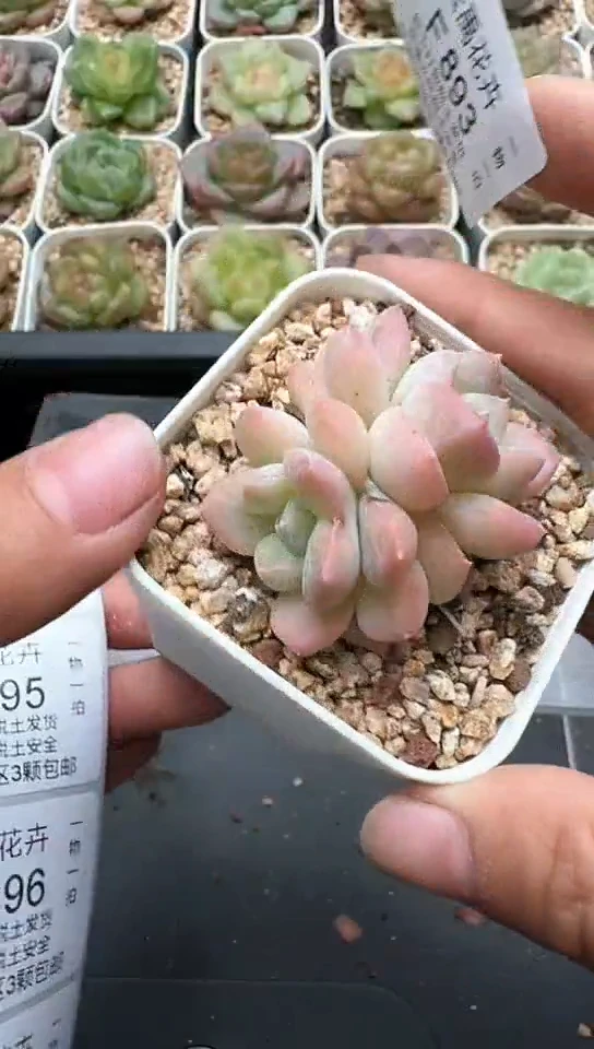 893F云禹多肉植物 默认脱土纸巾打包 3颗包邮