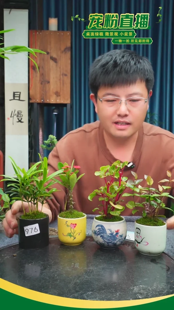 无花朵七*苔藓微景观976号