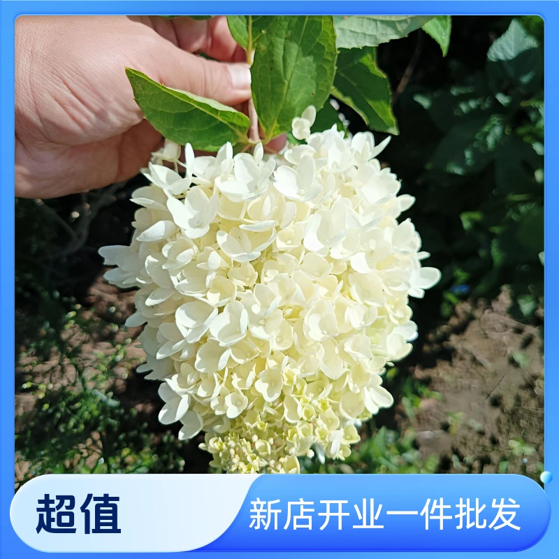 【木绣球】花期100天变色漂亮东北地区栽植无压力庭院植物新手栽植