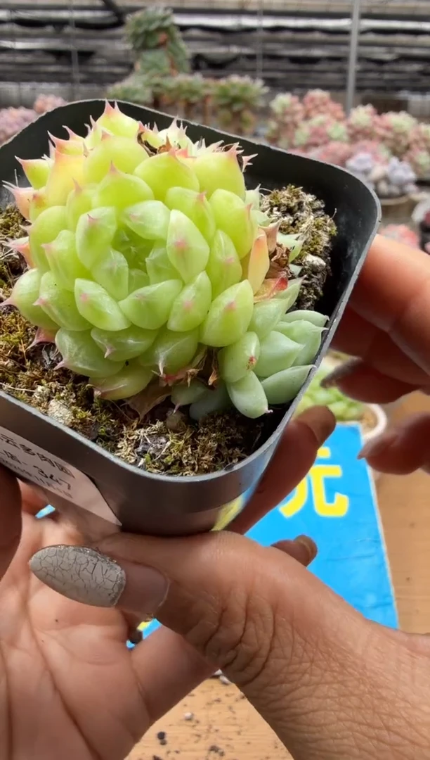 东云多肉园二店-347