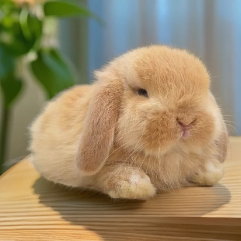 （超萌宠物）宠物兔子小体侏儒兔垂耳兔
