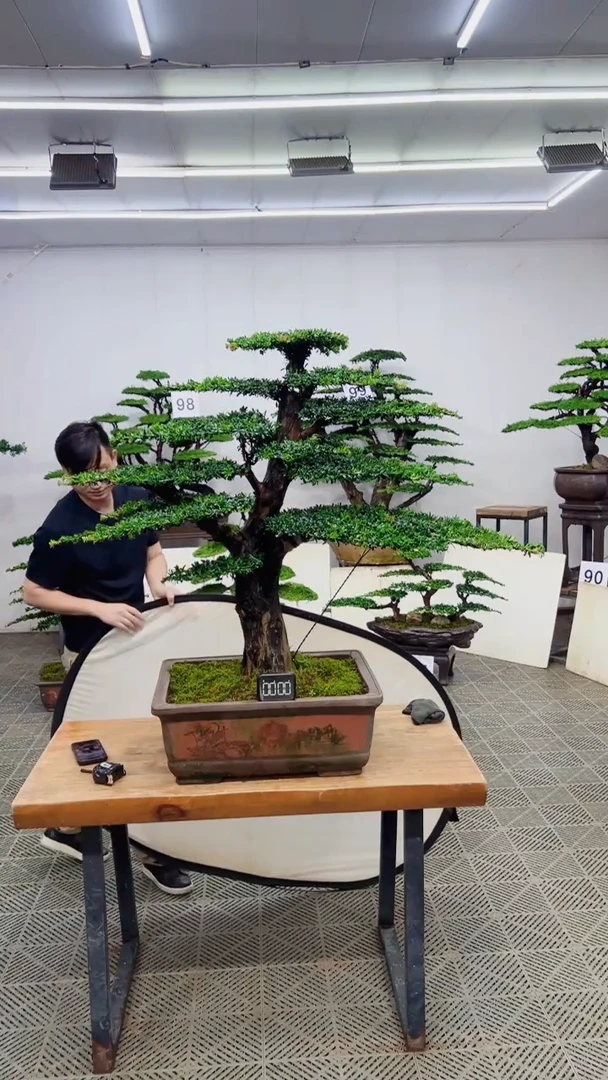 无花朵造型盆景一物一拍