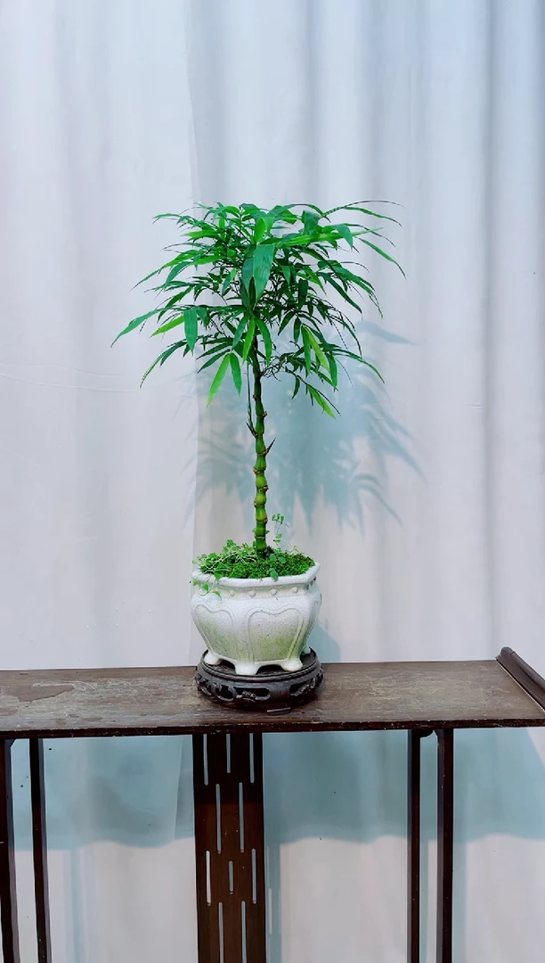 无花朵竹子盆景竹子盆景