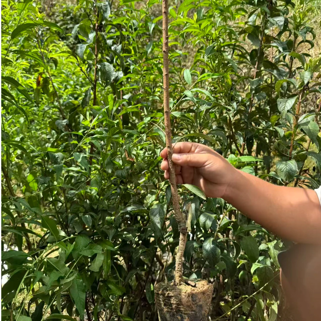 六马正宗蜂糖李树苗（杯苗）