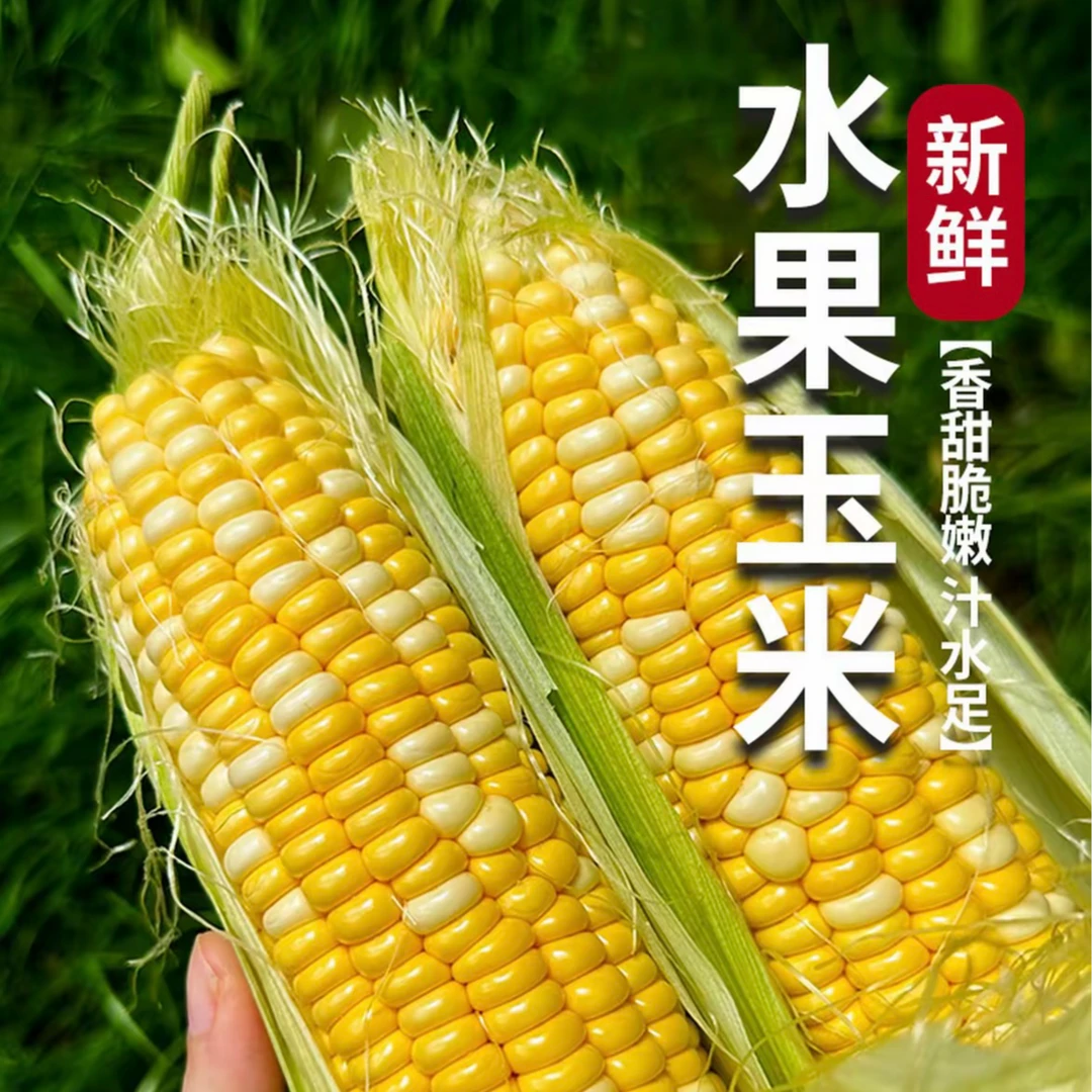 新疆头茬新鲜冰淇淋金银双色水果玉米甜脆多汁可生吃