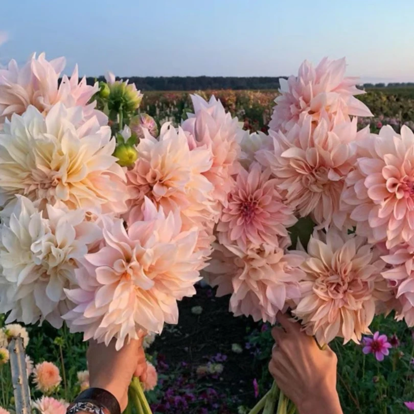 花卉大丽花盆栽穴盘苗地瓜花苗年年开花庭院阳台室内室外种植好养