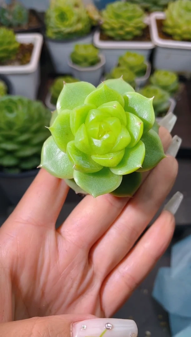 206新珍妮一物一拍