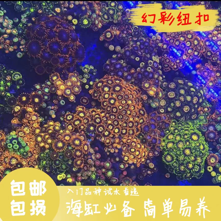 纽扣海水鱼缸活体拼盘造景观赏荧光色小丑鱼原生生物