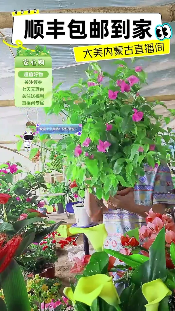 完全开放紫罗兰三角梅