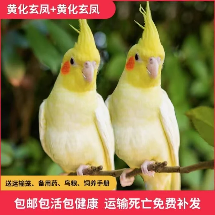 2只装包邮包售后