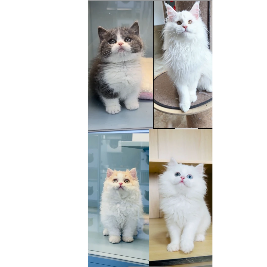 家富说猫活体猫咪通用链接B组