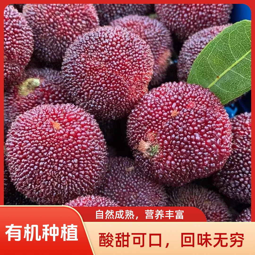 大丰收果业有机种植东魁杨梅当季水果现摘现发