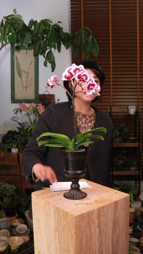 无花朵蝴蝶兰 带盆 种好发货