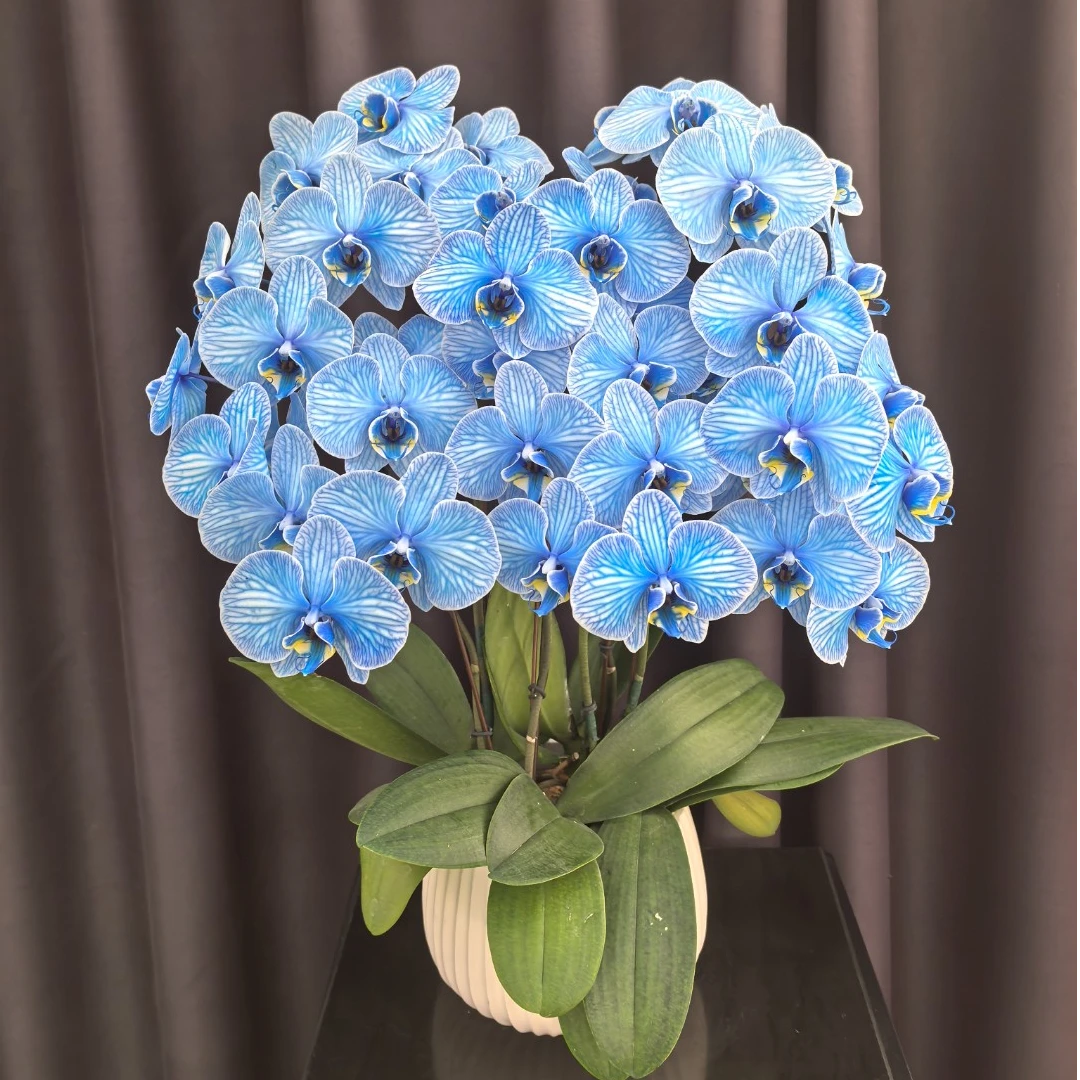 画鲜【星月夜】组盆5花剑蝴蝶兰四季开特大好养吸色马卡龙