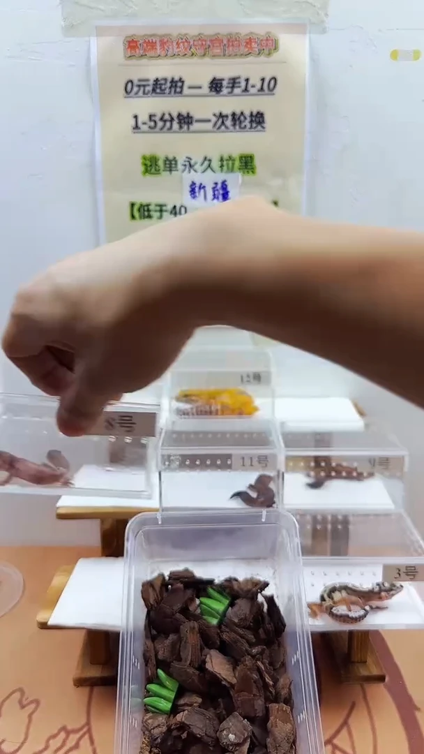 豹纹守宫豹纹守宫幼苗亚成体成体肥尾
