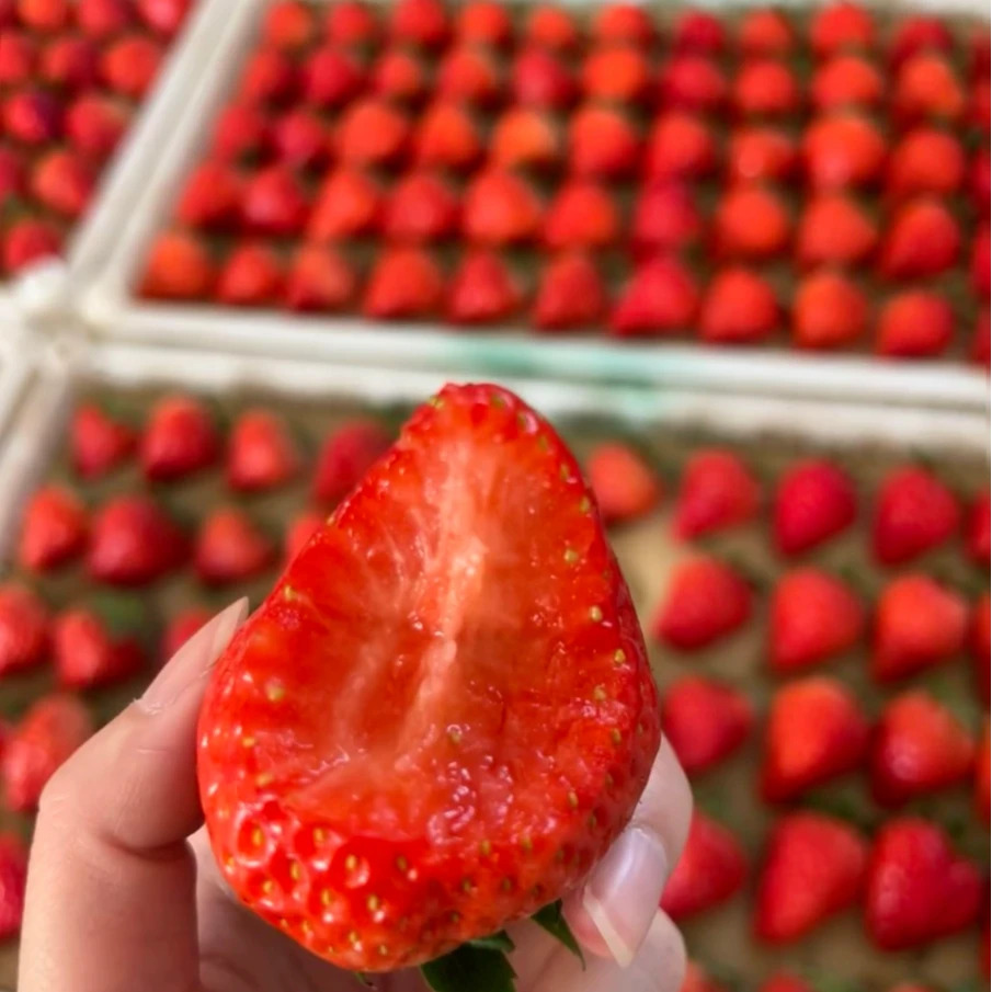 【筐装】【草莓】 【新到好吃的现摘草莓】（毛重3.5净3.2斤）仅限赤峰市单颗大小统装丹东久久草莓