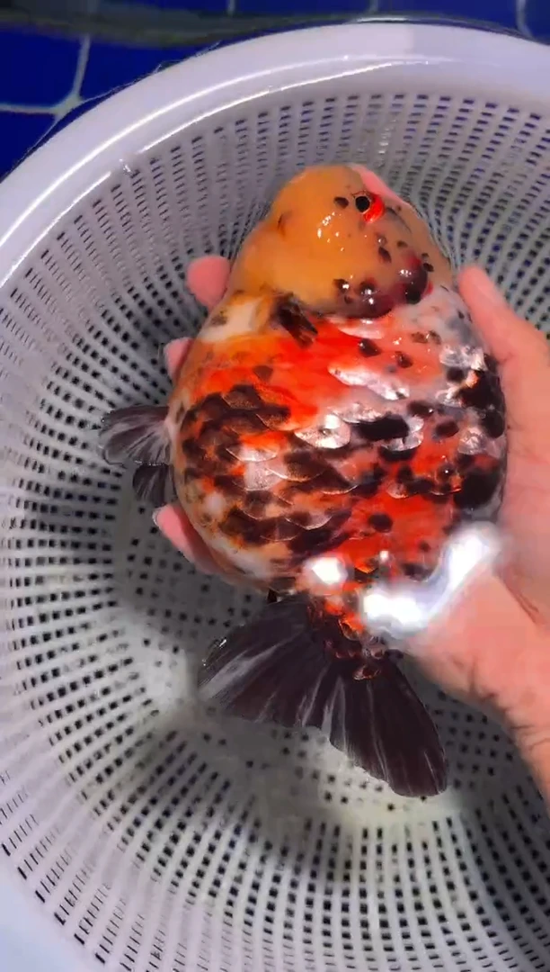 金鱼（运费自理，马印灯照射）福州追鱼兰寿金鱼