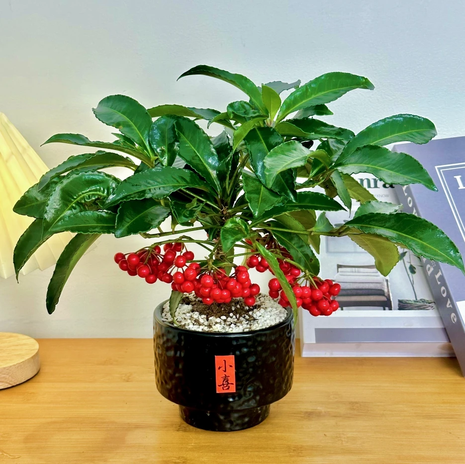 富贵籽陶瓷盆室内桌面餐厅客厅摆件大盆栽