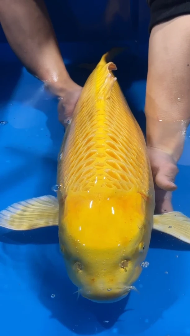 锦鲤佛山金隆锦鲤直播专用闪购链接，不支持7天无理由退货退款